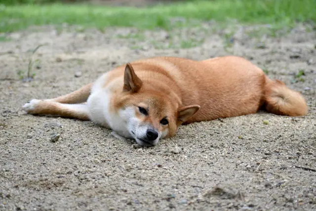 8月20日(月)は臨時休診します