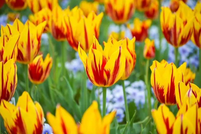 【春分の日】3月21日(木)は営業しています