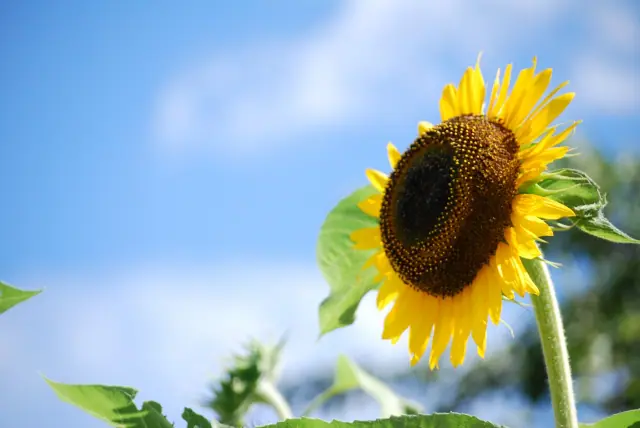 7月の営業について