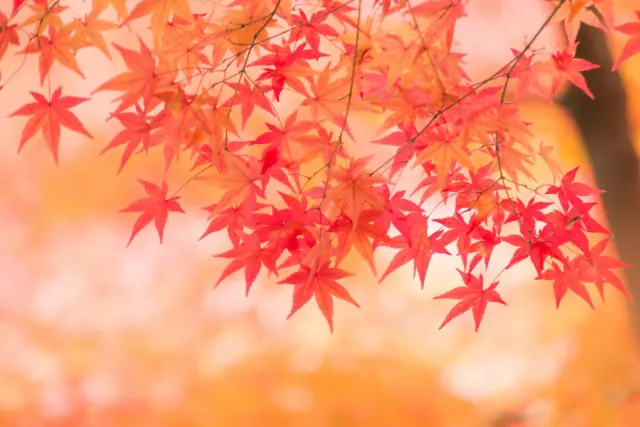 【秋分の日】9月23日(月)は営業しています