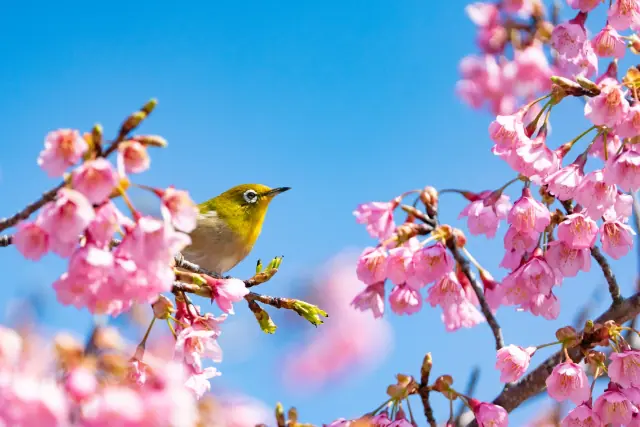 4月4日(日)は臨時休診します