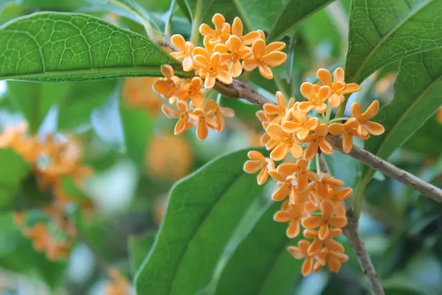 10月の営業について