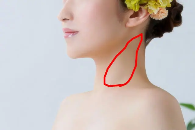 胸鎖乳突筋と僧帽筋の関係