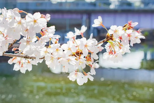 4月の営業について