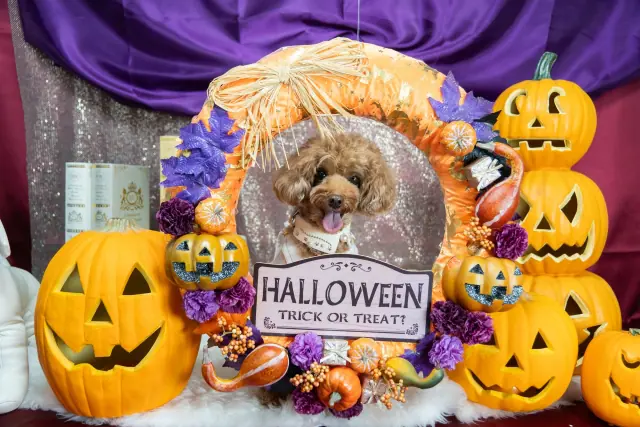 11月の営業について