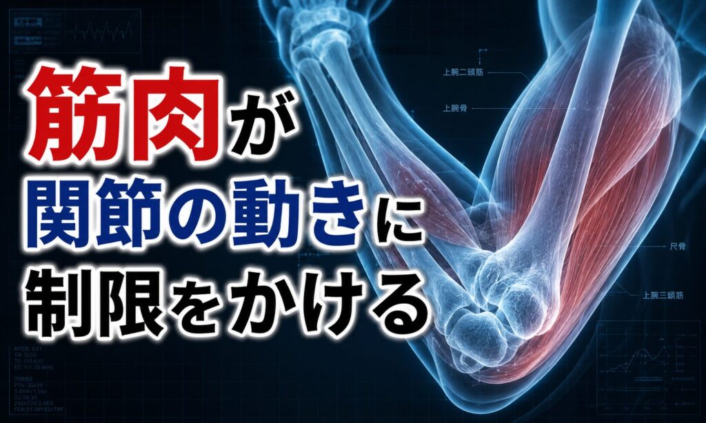 筋肉が関節の動きに制限をかける