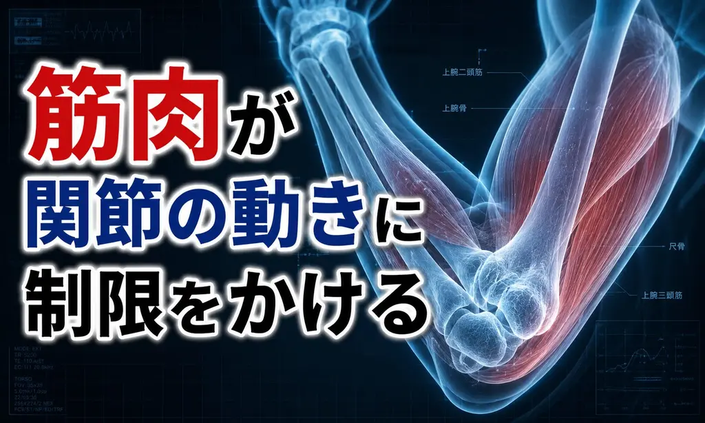 筋肉が関節の動きに制限をかける
