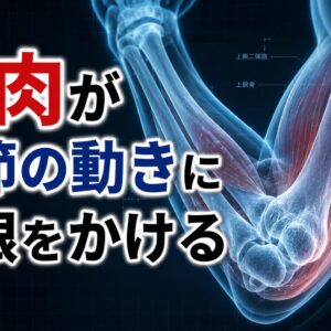 筋肉が関節の動きに制限をかける